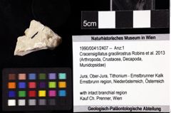 Foto (Objket + Etiketten) von Cracensigillatus gracilirostrus (Robins et al., 2013) 